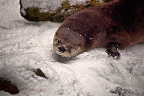 otter coming  den winter snow wildlife  nature pictures