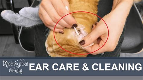 easy ear mites   clean cats ears youtube