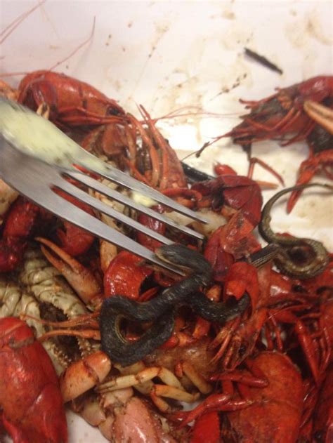 15 Most Disgusting Things People Ever Found In Their Food