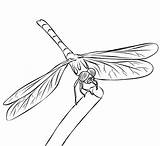 Dragonfly Damselfly Designlooter Tudodesenhos sketch template