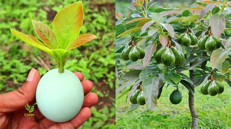 In This Way You Can Quickly Grow Thousands Of Avocado Trees Youtube