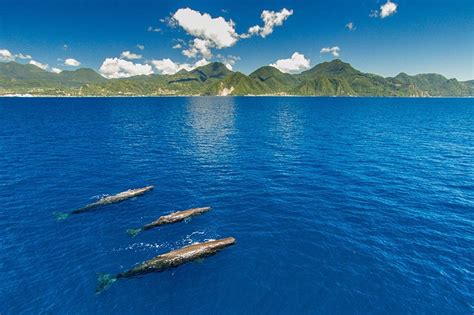 Dominica Five Fabulous Ocean Activities In Dominica Discover Dominica