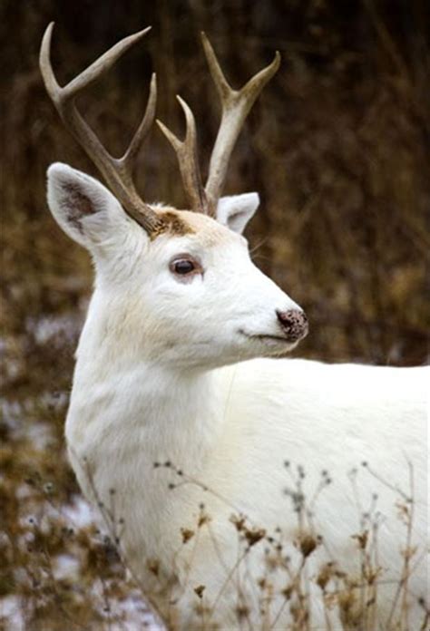 white deer animal pictures dump  day