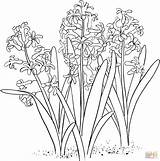 Hyacinth Coloring Pages Drawing Orientalis Hyacinthus Common Garden Printable Silhouettes sketch template