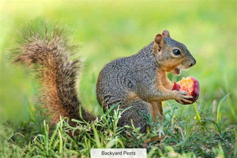 complete list  foods squirrels eat   good