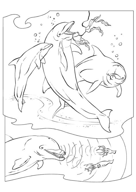 coloring pages  dolphins  whales coloringpages