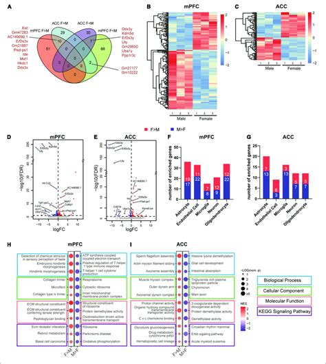Sex Differences In The Transcriptomic Profiles Of The Mpfc And The