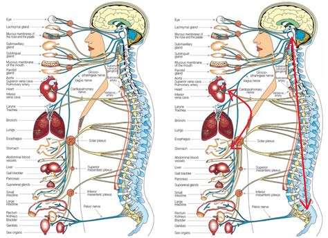 human body organs diagram