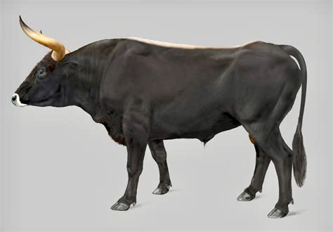 iamhammond prehistoric animals prehistoric wildlife wild bull