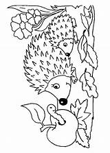 Colorare Ricci Disegni Pianetabambini Riccio Animali Adulti Hedgehog Hedgehogs Scegli sketch template