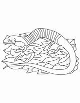 Amphibian Salamander Alabama sketch template