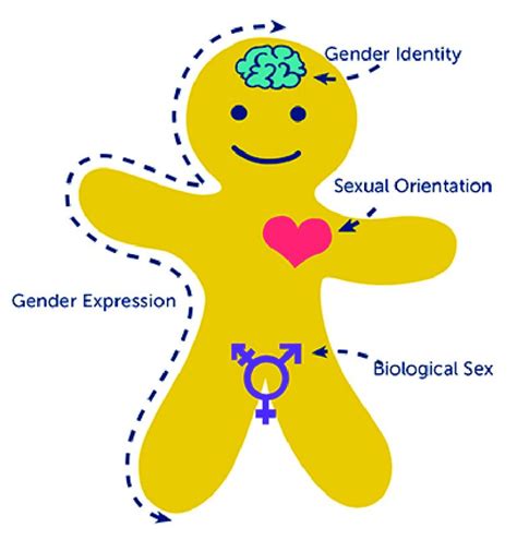 what are the differences between sex gender and gender
