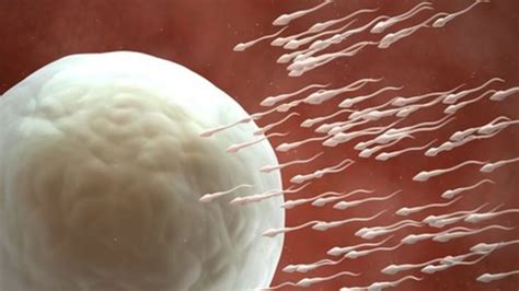 us scientists aim to make human sperm from stem cells bbc news