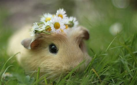 guinea pig wallpapers  images wallpapers pictures