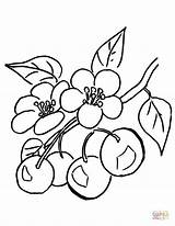 Cherry Cereja Blossom Cerezo Cherries Colorir Ciliegio Supercoloring Ausmalbild Rama Cerejas Cerisier Zweig Ramo Tudodesenhos Branche Imprimir Outras Duas Ausmalbilder sketch template