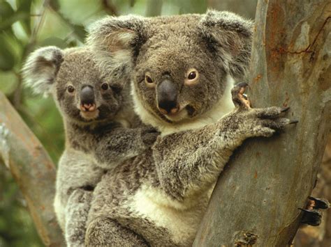 koalas  gunnedah nsw holidays accommodation