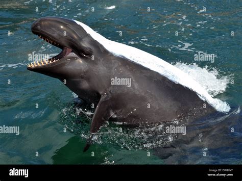 false killer whale pseudorca crassidens covered  sunscreen