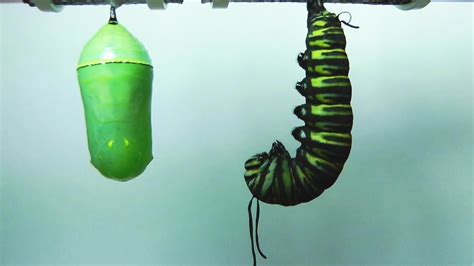 caterpillar transforms   butterfly
