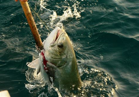 la pesca recreativa en el mediterraneo es mas danina de lo  se