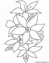 Coloring Lily Flowers Pages Printable Flower Bestcoloringpages Visit sketch template