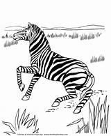 Coloring Zebra Wild Pages Animal Animals Lonely Honkingdonkey Print sketch template