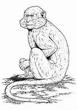 Affe Sitzender Affen Ausmalbild Ausmalen Ausdrucken Kostenlosen Gemerkt sketch template