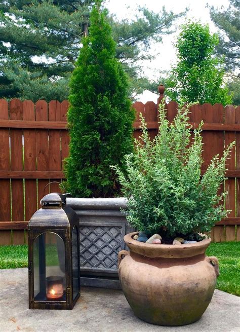 potted evergreens  shrubs  shade bushes privacy