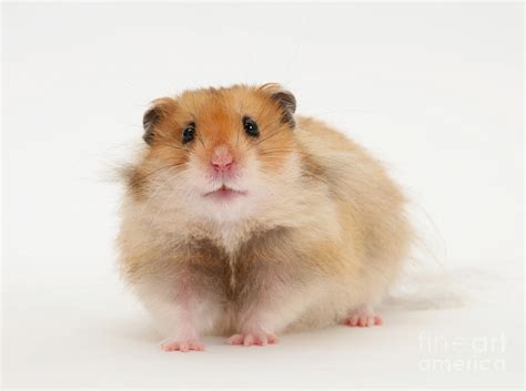 syrian hamster photograph  mark taylor