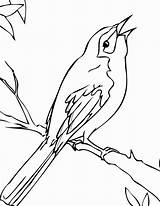 Mockingbird Ptaki Bird Kolorowanki Dla Kolorowanka Coloringbay sketch template