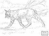 Lynx Coloring Laying Drawing Getdrawings Kitten Cute Pages Getcolorings Printable sketch template
