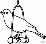 Canary Coloring Pages Bird sketch template