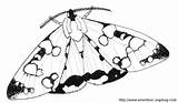 Moth Hawk Designlooter Miraculous sketch template