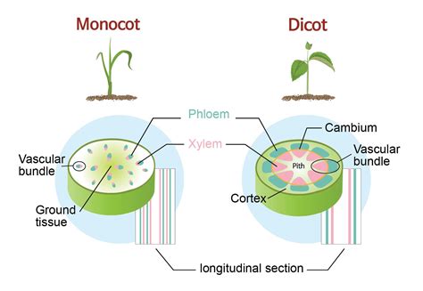 monocot  dicot plants rs science