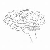 Gehirn Skizze Cervello Menschliches Schizzo Umano Vettore Mensch sketch template