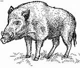 Coloring Hog Pages Pig Kids Wild Boar Animal Feral Animals Clipart Portal Parents Hunting Visit Webstockreview Drawings 4to40 Choose Board sketch template