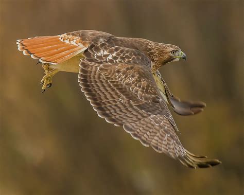 red tailed hawk flying photograph  morris finkelstein pixels