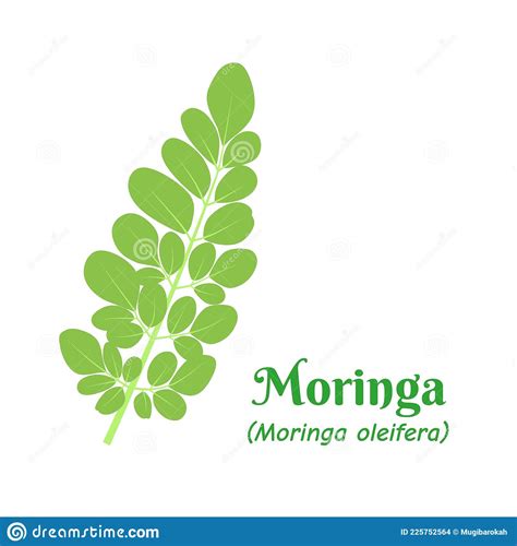 moringa leaf moringa oleifera  versatile plant   superfood