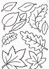 Coloring Pages Leaf Leaves Coloringpages1001 sketch template