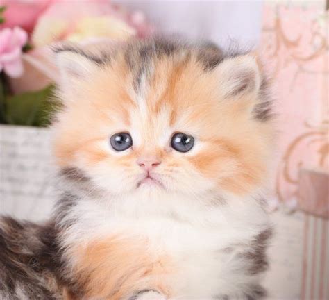 persian calico kittens  sale callie calico persian kitten