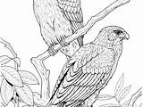 Bird Paradise Coloring Pages Getcolorings Getdrawings Realistic sketch template
