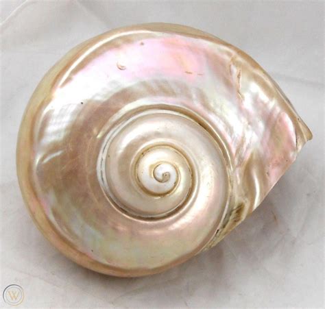 Large Mother Of Pearl Turbo Shell Whole Seashell 6 1923804242