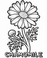 Coloring Chamomile Worksheet Flower Print Pages Color Printable Choose Board sketch template