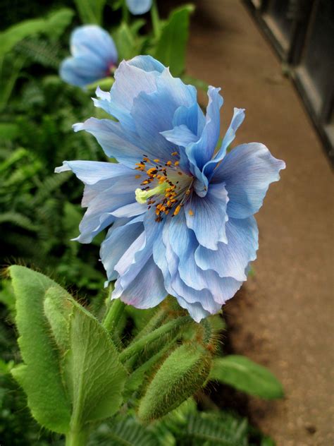double meconopsis himalayan blue poppy  longwood gardens photo
