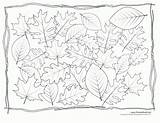 Coloring Pages Leaves Printable Print Leaf Clipart Kids Library Popular Templates Line sketch template
