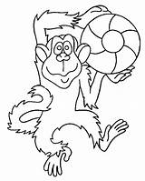 Coloring Monkey Pages Baby Colouring Popular sketch template