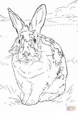 Kaninchen Coloriage Ausmalbilder Ausmalbild Lapin Hasen Environnement Weisses Schwarz Grassland Coniglio Imprimé Kategorien sketch template