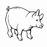 Cochon Coloriage Sanglier Cerdo Sauvage Colorier Coloriages Chasseur Imprimé sketch template