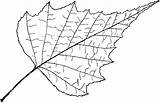 Birch Tree Template Leaf Clipart Betula Genus Etc Leaves Outline Toothed Edge Sketch Usf Edu Medium Large Base Tiff Resolution sketch template