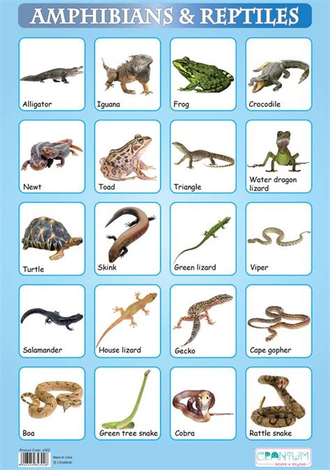 amphibians  reptiles examples