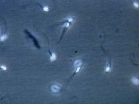 Woman Raises 15 000 To Extract Dead Fiance S Sperm